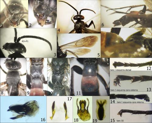 Evagetes siculus